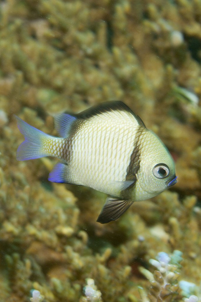 Detail of Reticulated Dascyllus by Anonymous