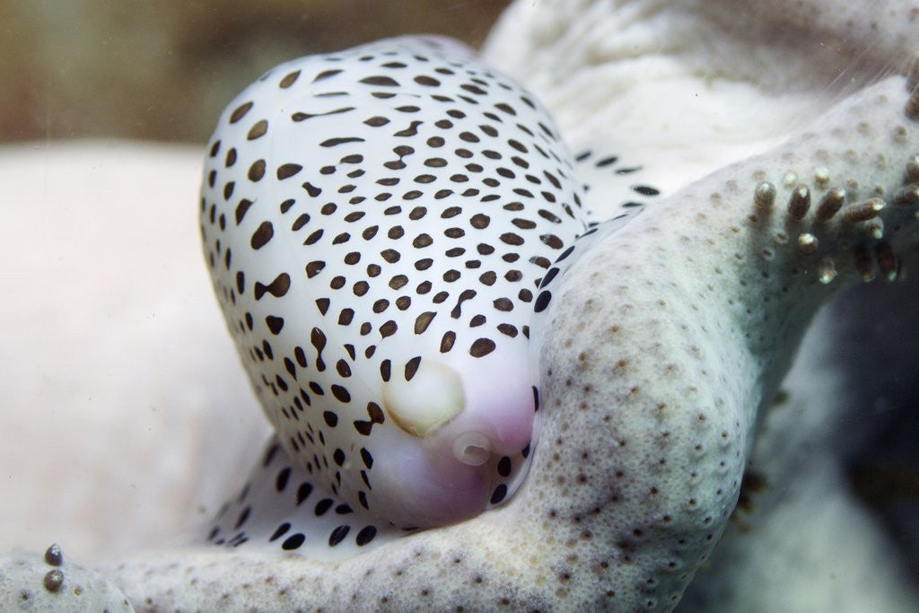 Detail of Black-Spotted Egg Cowrie by Anonymous