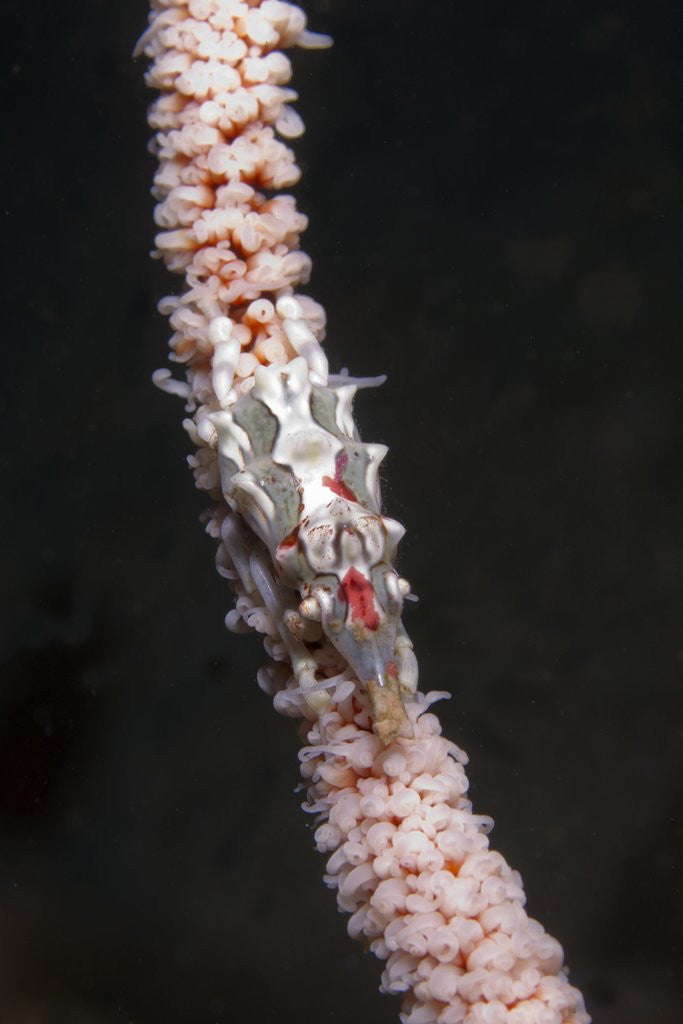 Detail of Conical Spider Crab by Anonymous