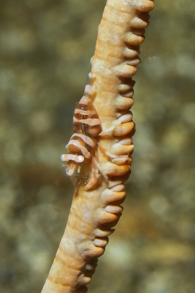Detail of Anker's Whip Coral Shrimp by Anonymous