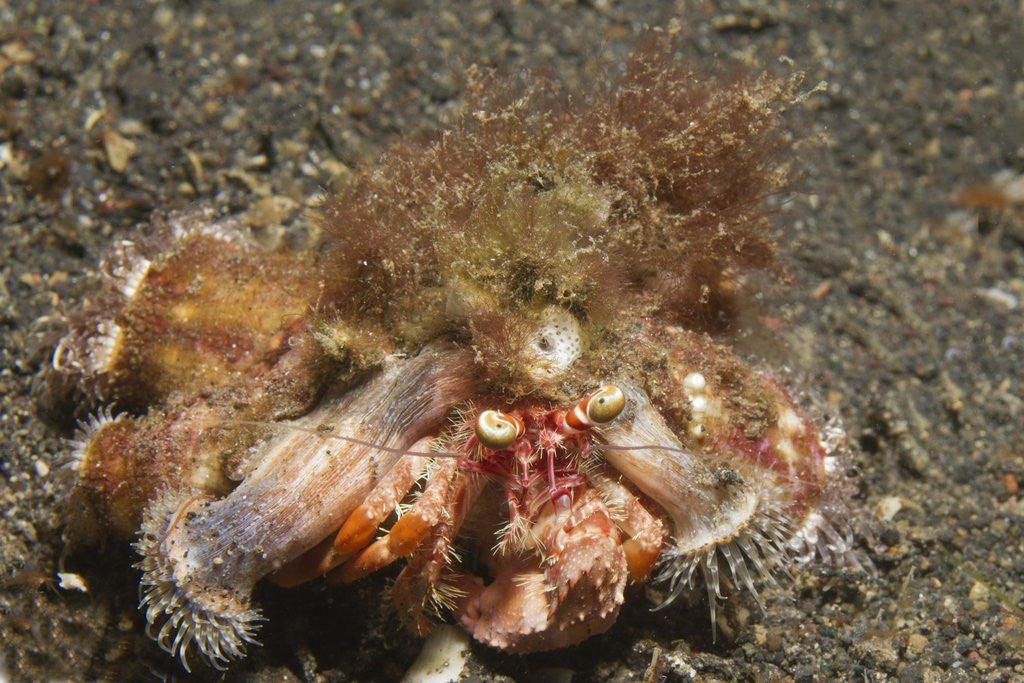 Detail of Anemone Hermit Crab by Anonymous