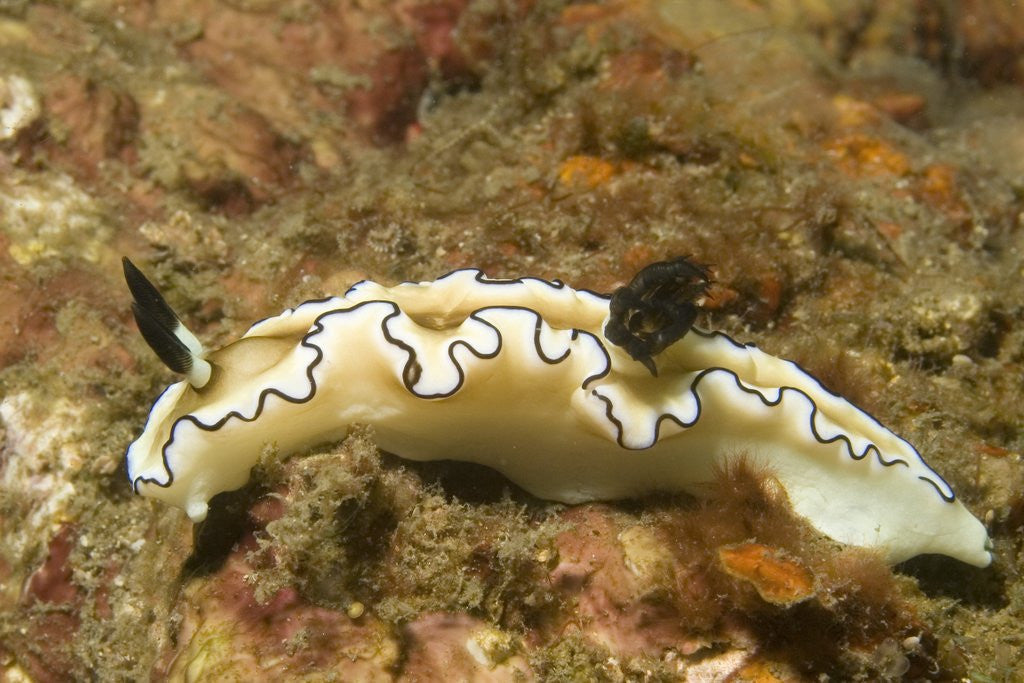 Detail of Dark Margin Glossodoris by Anonymous