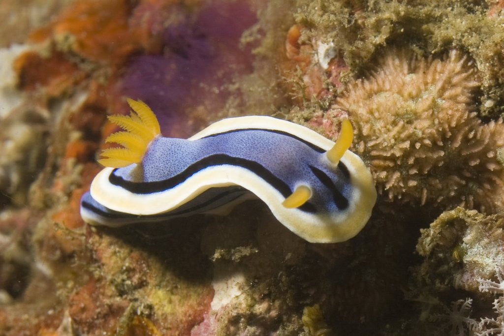Detail of Anna's Chromodoris by Anonymous