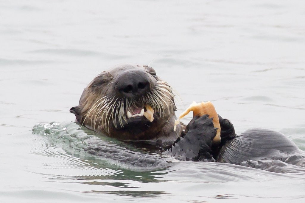 Detail of Southern Sea Otter eats a clam by Anonymous