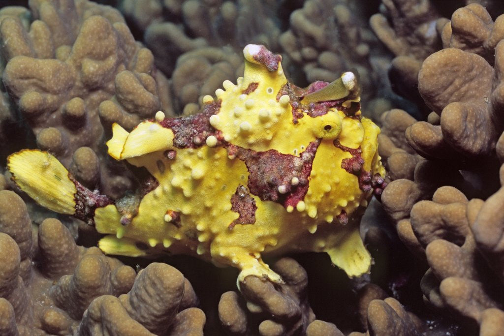 Detail of Warty Frogfish by Anonymous
