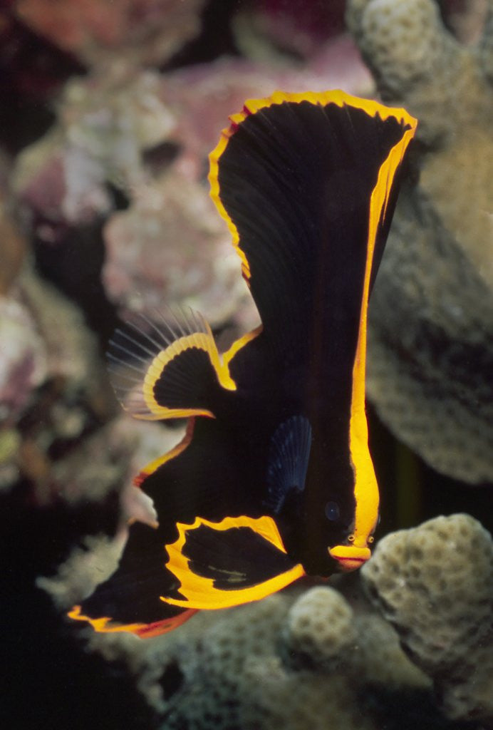 Detail of Juvenile Pinnate Spadefish by Anonymous