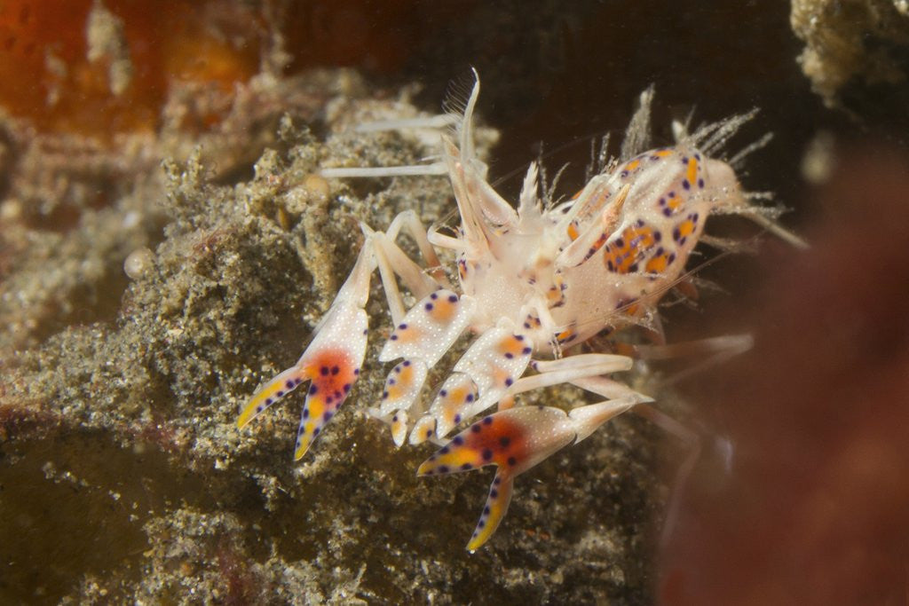 Detail of Spiny Tiger Shrimp by Anonymous