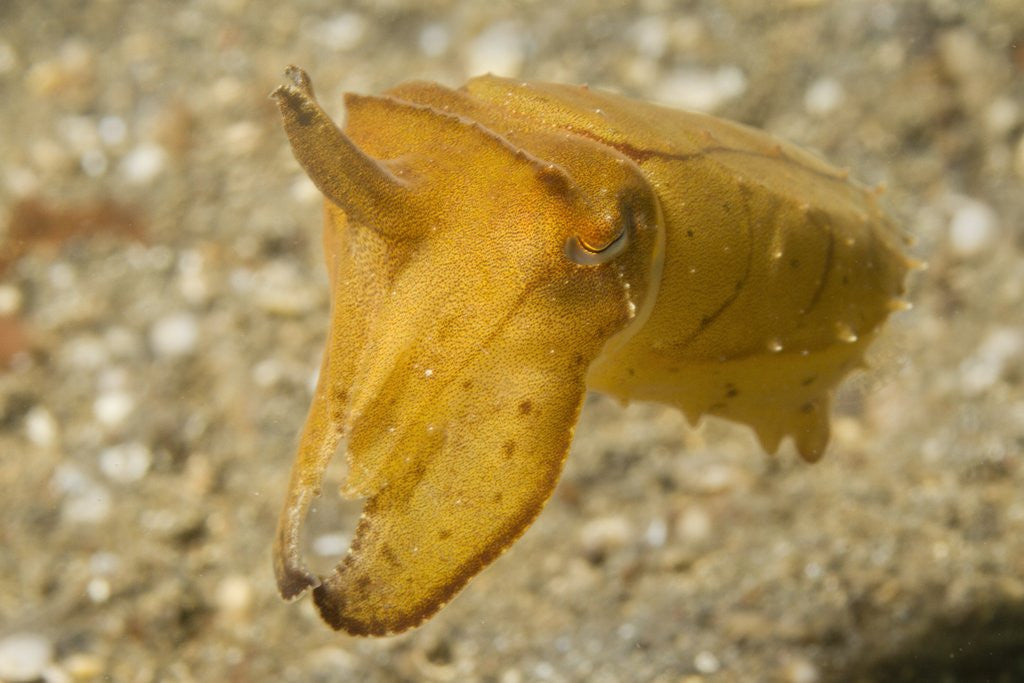 Detail of Broadclub Cuttlefish by Anonymous