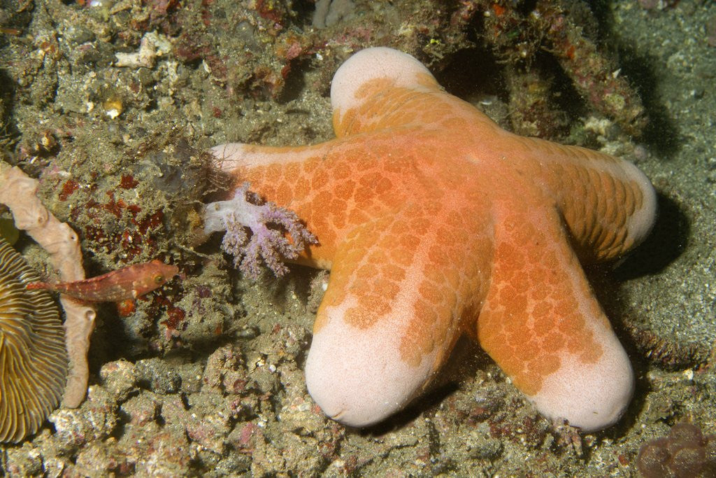Detail of Granular Sea Star by Anonymous
