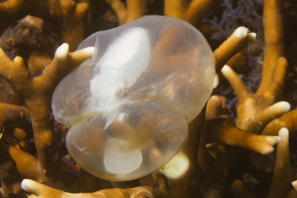 Detail of Broadclub Cuttlefish embreyo by Anonymous