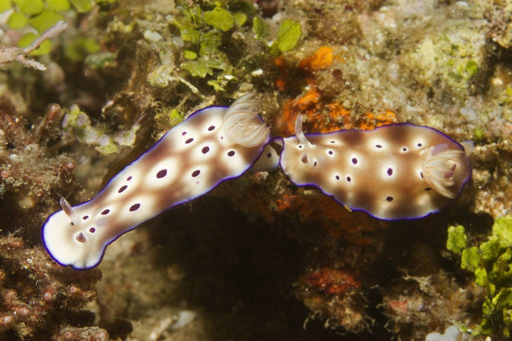 Detail of Tryon's Riabecia Nudibranchs trail each other by Anonymous