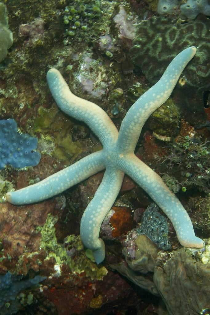 Detail of Blue Sea Star by Anonymous