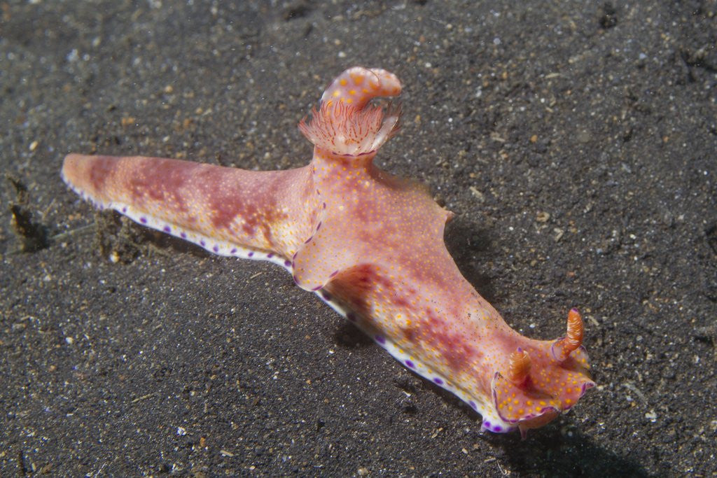 Detail of Many-Lober Ceratosoma by Anonymous