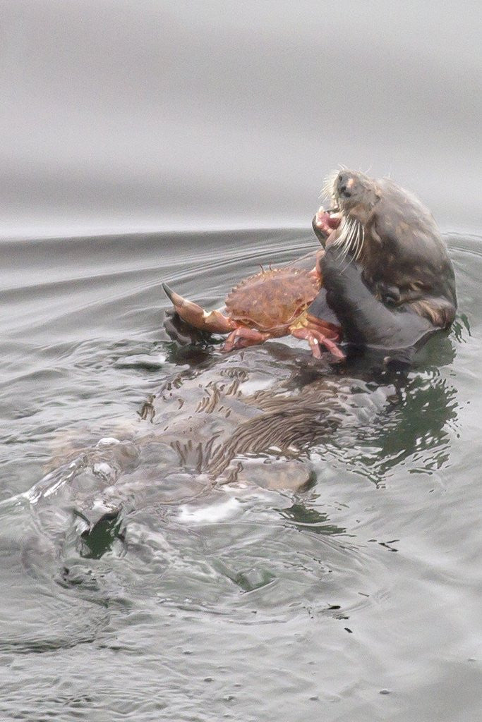Detail of Southern Sea Otters eats a crab by Anonymous