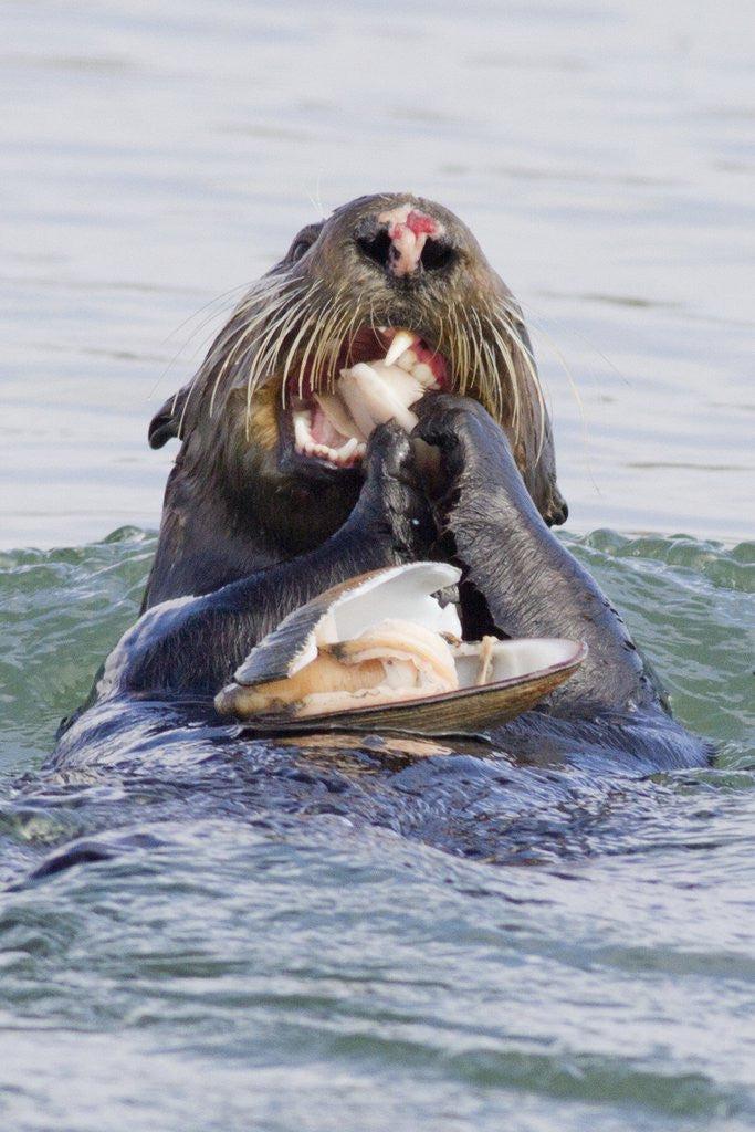 Detail of Southern Sea Otter eats a clam by Anonymous