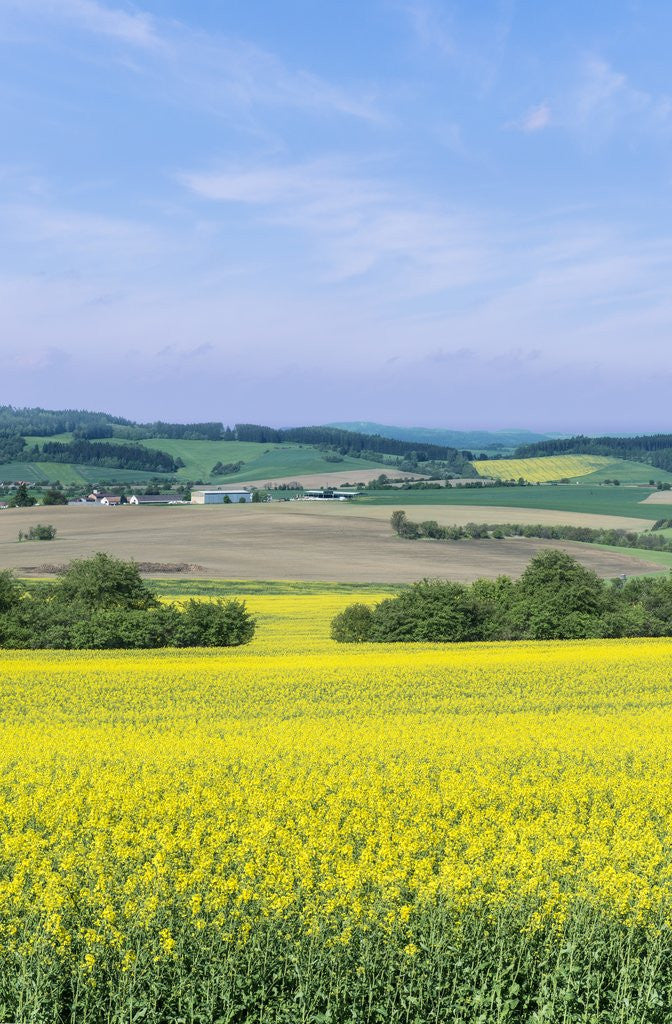 Detail of Canola Field by Anonymous