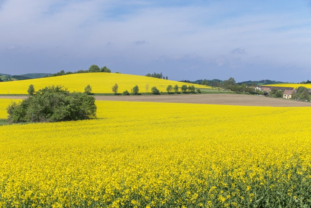 Detail of Canola Field by Anonymous