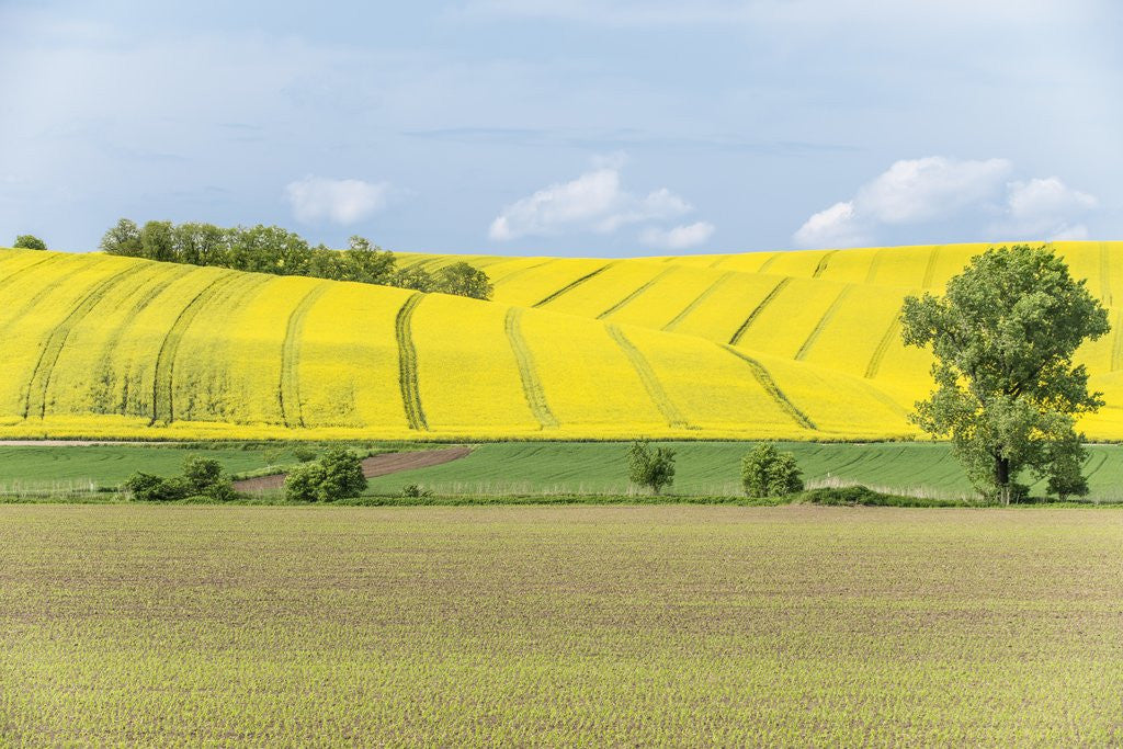Detail of Spring Farm Fields by Anonymous