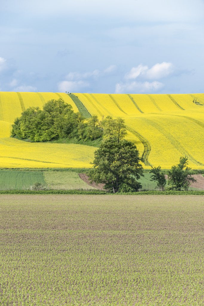 Detail of Spring Farm Fields by Anonymous