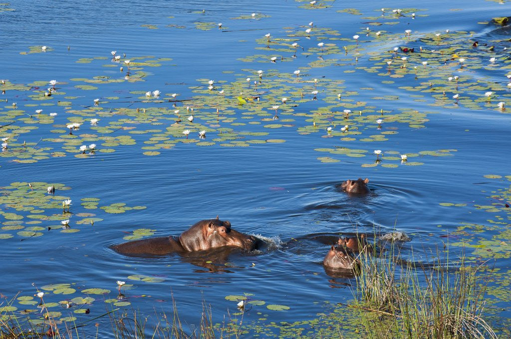 Detail of Aerial view of hippopotamuses by Anonymous