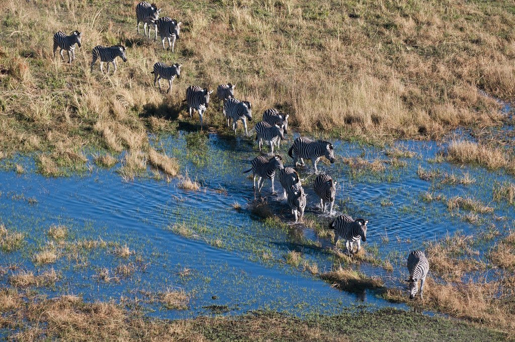 Detail of Aerial view of plains zebras by Corbis