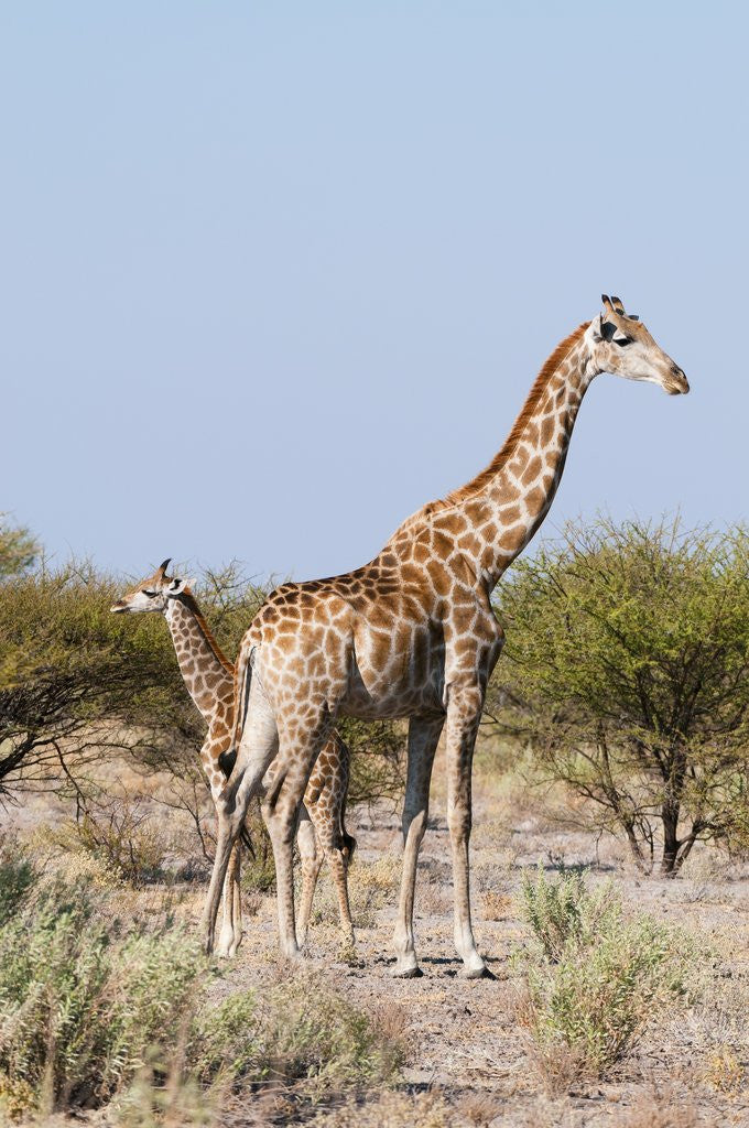 Detail of Southern giraffe by Anonymous