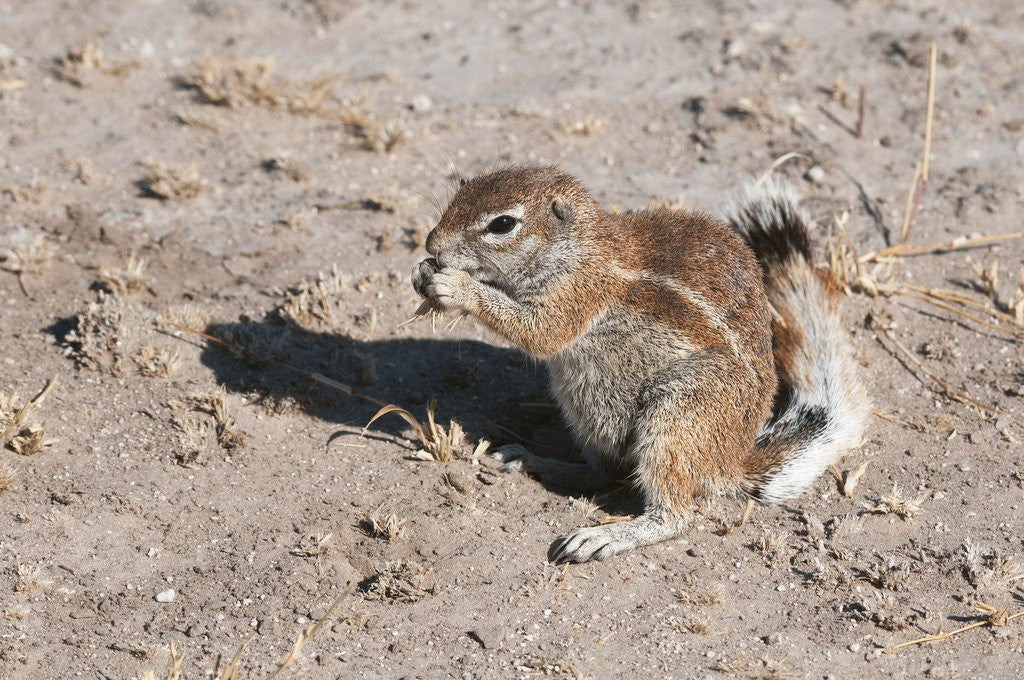 Detail of Ground squirrel by Anonymous