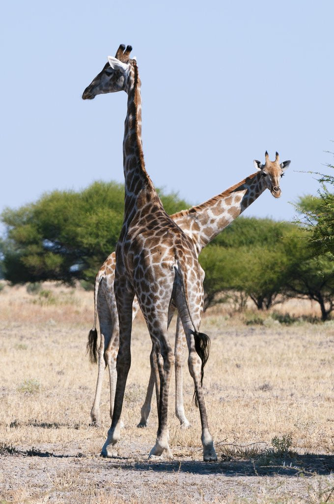 Detail of Southern giraffe by Anonymous