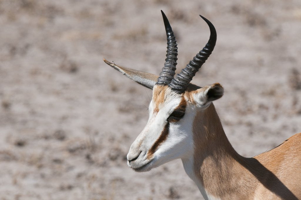 Detail of Springbok by Anonymous