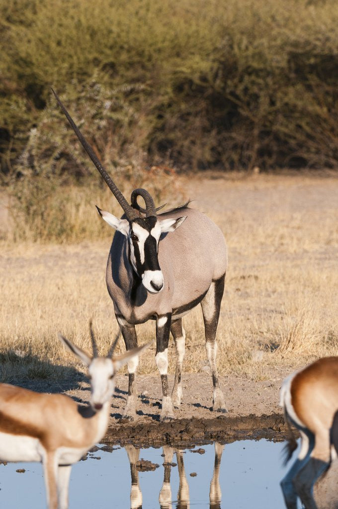 Detail of Gemsbok by Anonymous