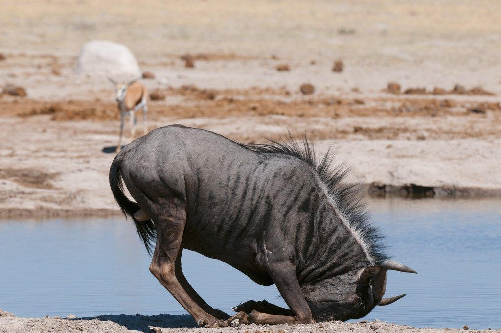 Detail of Blue wildebeest by Anonymous