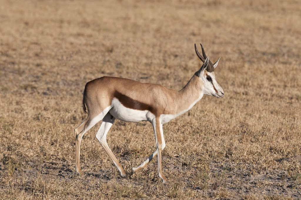 Detail of Springbok by Anonymous