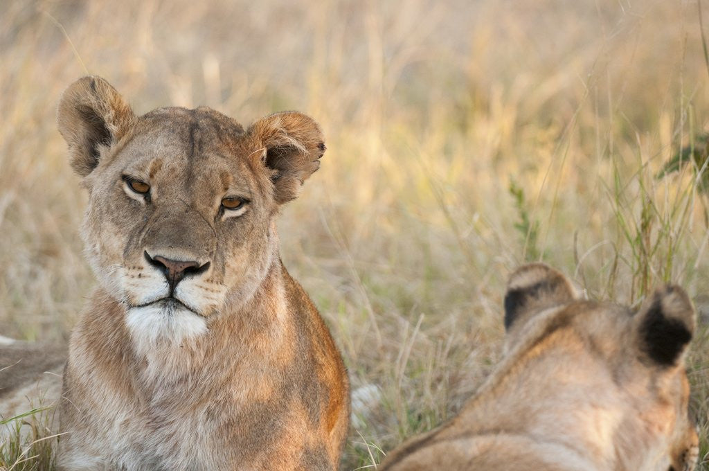 Detail of Lion (Panthera leo) by Anonymous