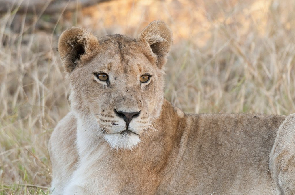 Detail of Lion (Panthera leo) by Anonymous