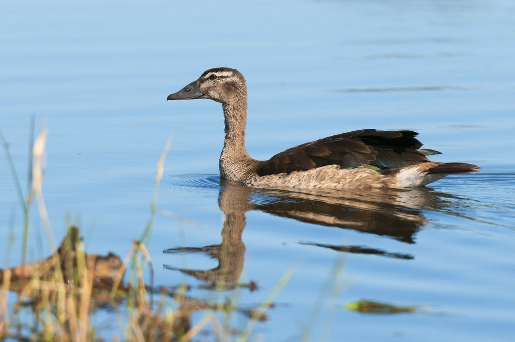 Detail of Knob-billed duck (Sarkidiornis melanotos) by Anonymous