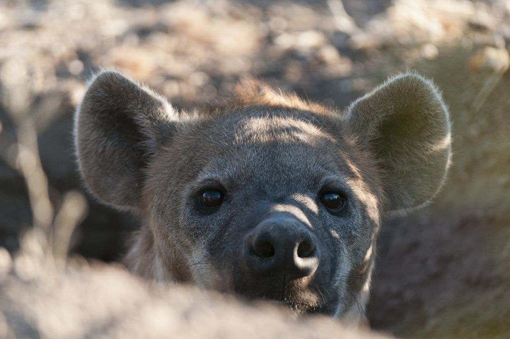 Detail of Spotted hyena (Crocuta crocuta) by Anonymous