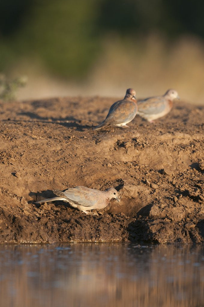 Detail of Laughing dove (Streptopelia senegalensis) by Anonymous