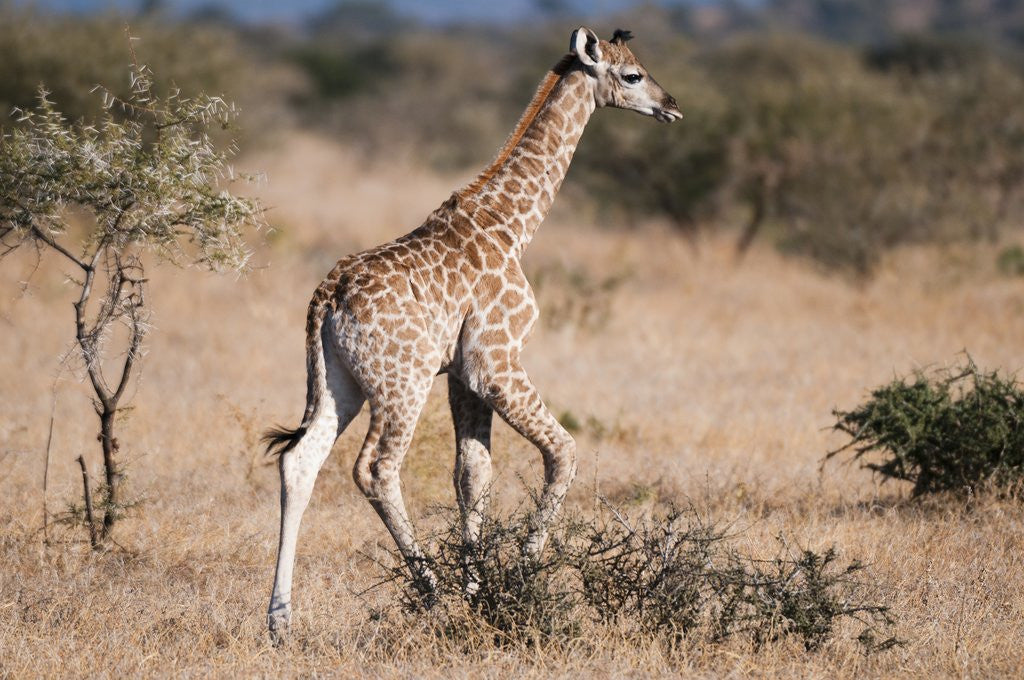 Detail of Southern giraffe (Giraffa camelopardalis) by Anonymous