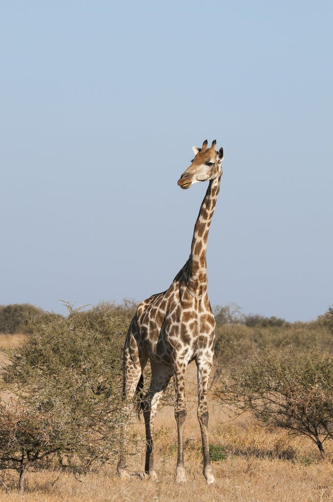 Detail of Southern giraffe (Giraffa camelopardalis) by Anonymous