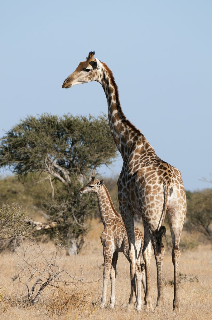Detail of Southern giraffe (Giraffa camelopardalis) by Anonymous