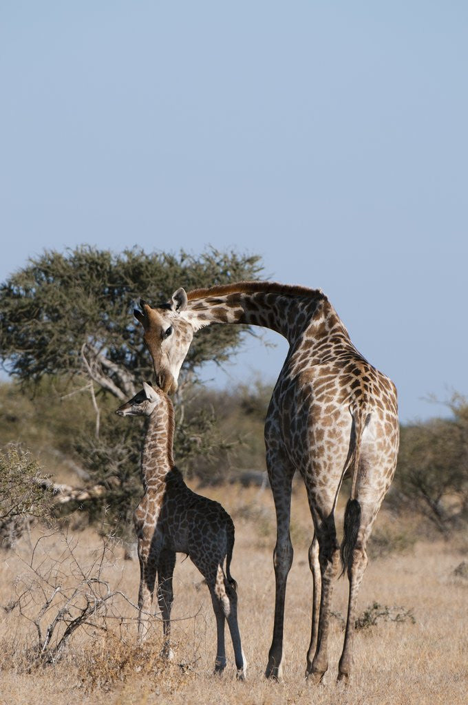 Detail of Southern giraffe (Giraffa camelopardalis) by Anonymous