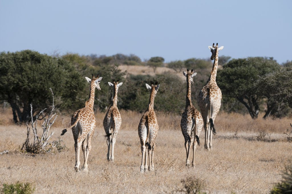 Detail of Southern giraffe (Giraffa camelopardalis) by Anonymous