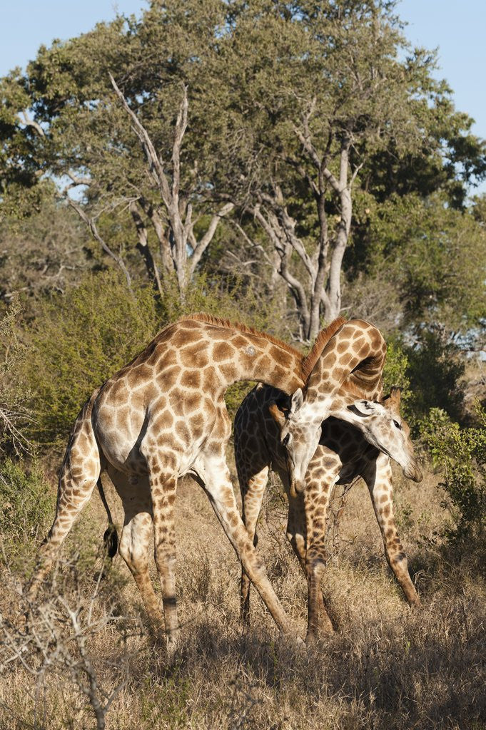 Detail of Southern giraffe (Giraffa camelopardalis) by Anonymous