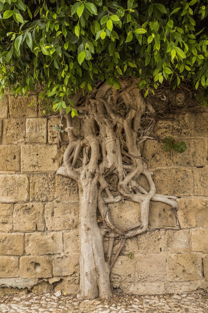 Detail of Typical tree by Anonymous