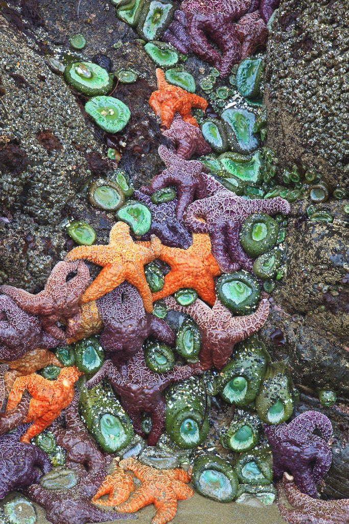 Detail of Starfish and rock formations along Indian Beach, Oregon Coast by Anonymous