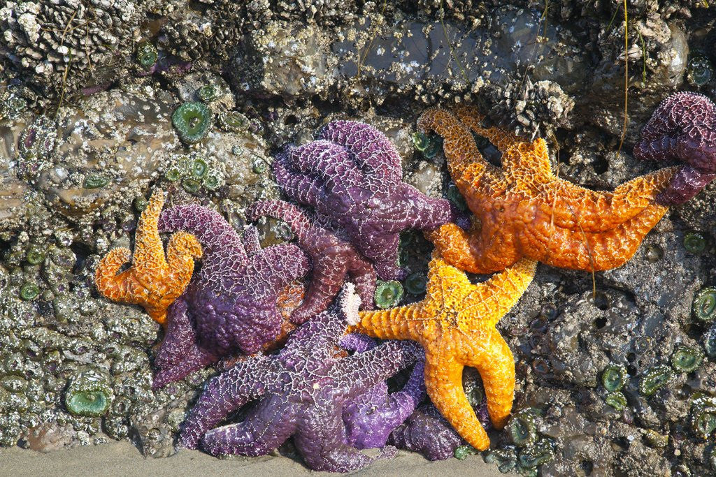 Detail of Starfish and rock formations along Indian Beach, Oregon Coast by Anonymous