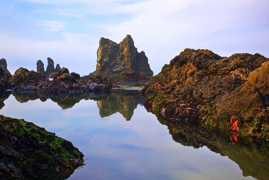 Detail of Starfish and rock formations along Indian Beach, Oregon Coast by Anonymous