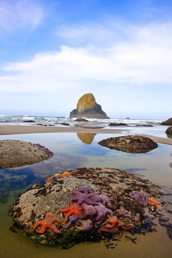 Detail of Starfish and rock formations along Indian Beach, Oregon Coast by Anonymous