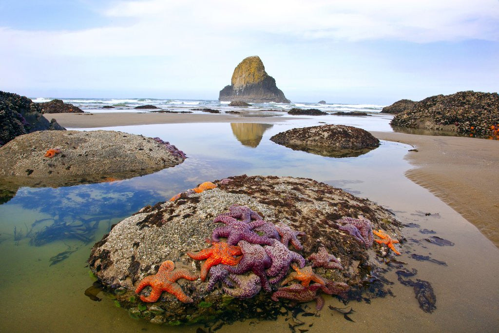 Detail of Starfish and rock formations along Indian Beach, Oregon Coast by Anonymous