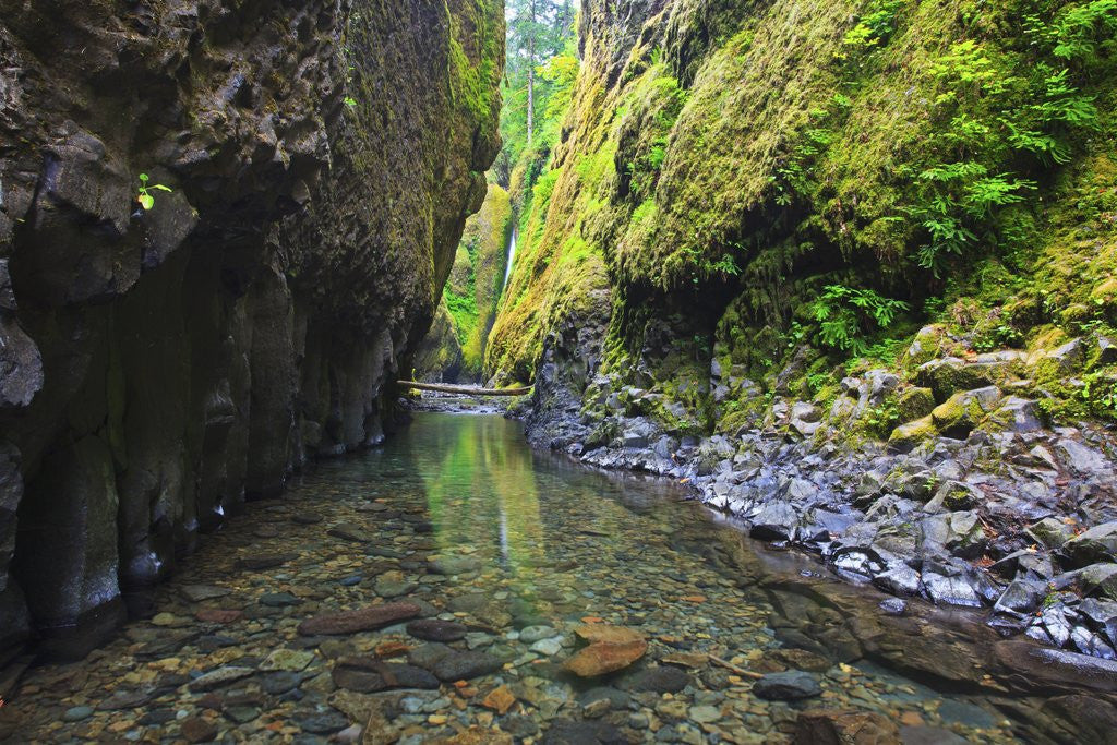 Detail of Oneonta creek in Oneonta Gorge, Columbia River National Scenic Area, Oregon by Corbis